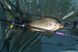 Вудлище короп + фідер Brain Apex Double 2.70 m 3.0 lbs / 120g