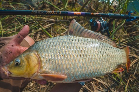 Вудилище короп + фідер Brain Apex Double 3.00m 3.0lbs/max 120g