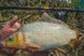 Вудилище короп + фідер Brain Apex Double 3.00m 3.0lbs/max 120g